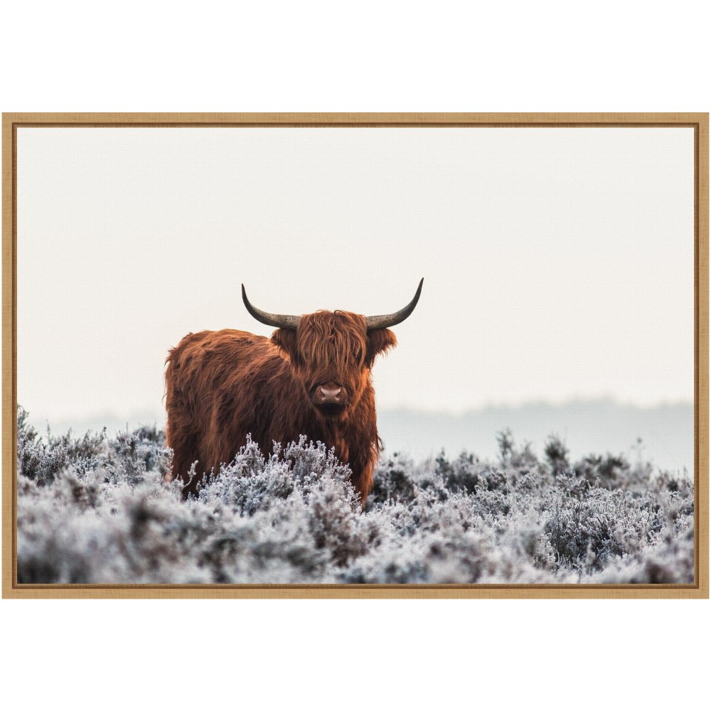 Amanti Art Highlander Horns by Jaap van den Framed Canvas Wall Art Print, 23in x 16in, Maple MPN:A42705375837