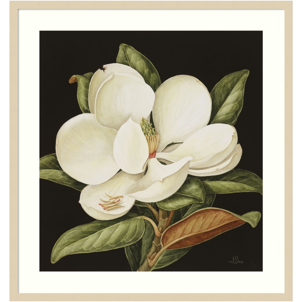 Amanti Art Magnolia Grandiflora 2003 by Jenny Barron Wood Framed Wall Art Print, 31inW x 33inH, Natural MPN:A42705530231