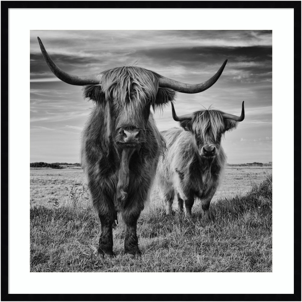 Amanti Art Highland Cow Couple by Stephane Pecqueux Wood Framed Wall Art Print, 33inH x 33inW, Black MPN:A42707163164