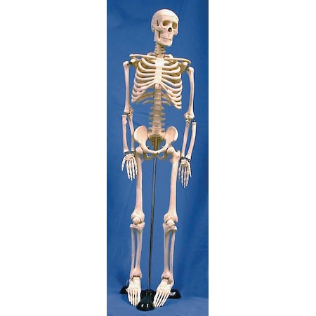Human Skeleton Model, 85Cm MPN:HSKL85