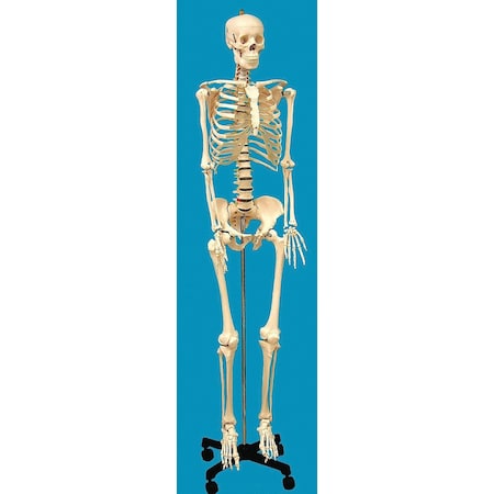Human Skeleton Model, Life-Sized MPN:HSLS01