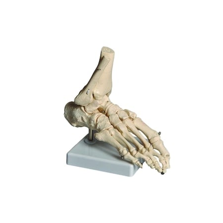 Human Foot Model MPN:HUFT01