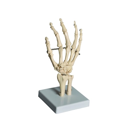 Human Hand Model MPN:HUHN01