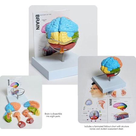 Human Brain Model, 8-Part MPN:MABR08