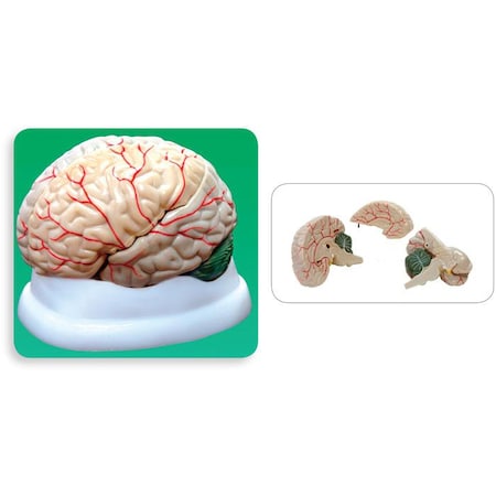 Brain Model, 3-Part MPN:MAHB03