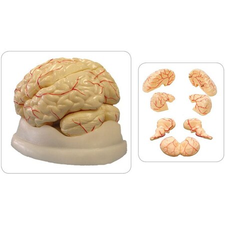 Brain Model, 8-Part MPN:MAHB08