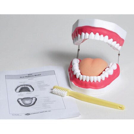 Oral Hygiene Model MPN:MAOH01