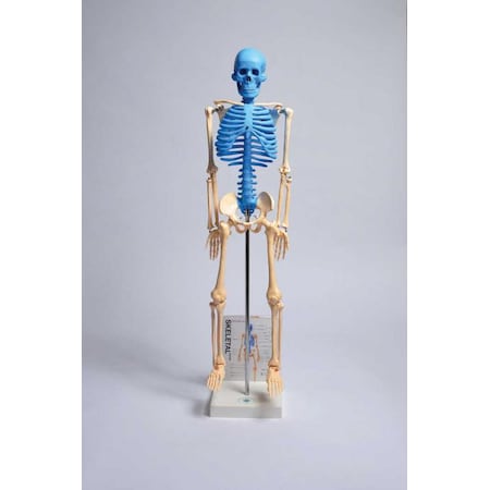 Human Skeleton Model With Fold-Out Guide MPN:MASKE1
