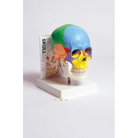 Human Skull Model With Fold-Out Guide MPN:MASKU1
