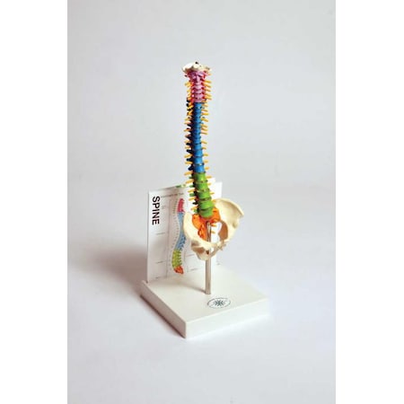 Human Small Spine Model With Fold-Out Gu MPN:MASPN1