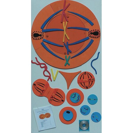 Mitosis Manipulatives Kit MPN:MITKIT2