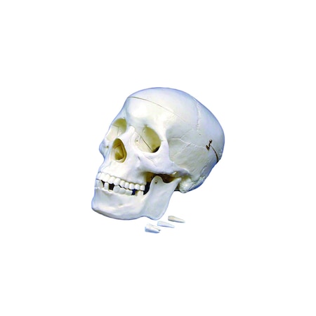 Human Skull Model MPN:PSM001