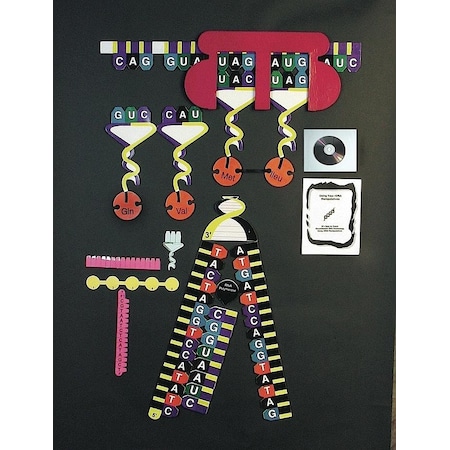 Protein Synthesis Manipulatives Kit MPN:PSYKIT