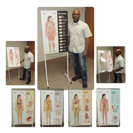 See-Through Sally(Tm) Human Anatomy Disp MPN:SEETHS1