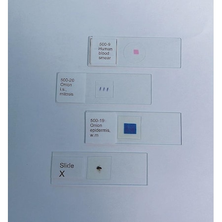 Human Sperm Smear MPN:100-105