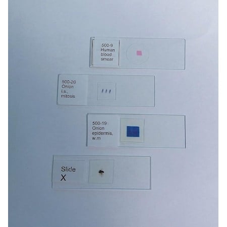 Lily Stem, Cs MPN:100-44