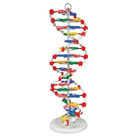 Dna Model, Pre-Assembled MPN:DNAM01
