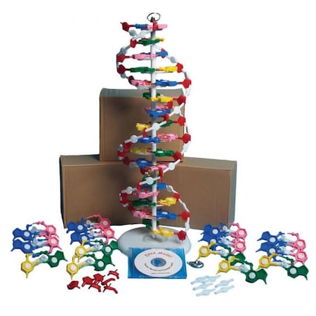Dna Model Kit With Four Models And Cd MPN:DNAM01-K4