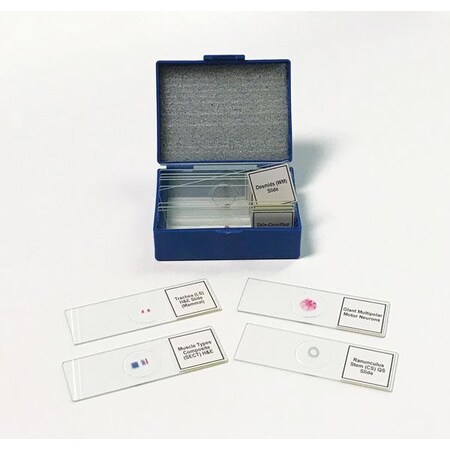 Biology Prepared Slide Set Of 14 MPN:SLD014