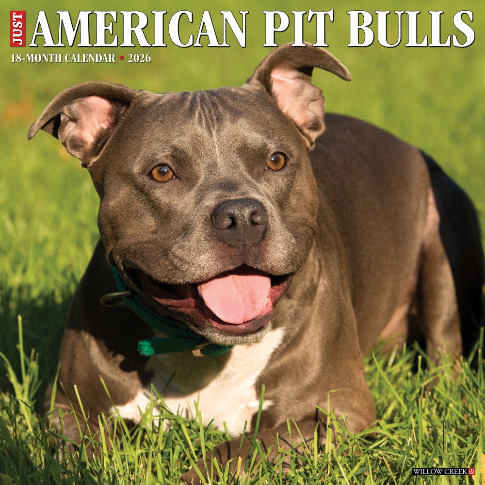2026 Willow Creek Press Art & Design Monthly Wall Calendar, 12in x 12in, American Pit Bull Terriers, January To December, 49846 MPN:49846