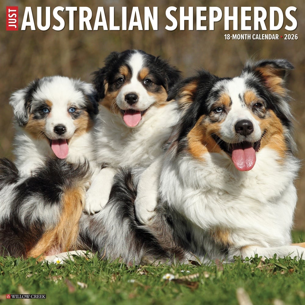2026 Willow Creek Press Animals Monthly Wall Calendar, 12in x 12in, Australian Shepherds, January To December, 49983 MPN:49983