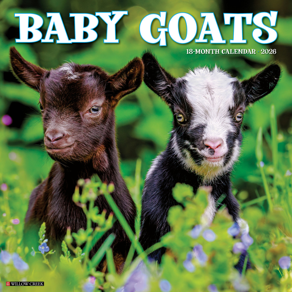 2026 Willow Creek Press Animals Monthly Wall Calendar, 12in x 12in, Baby Goats, January To December, 50019 MPN:50019
