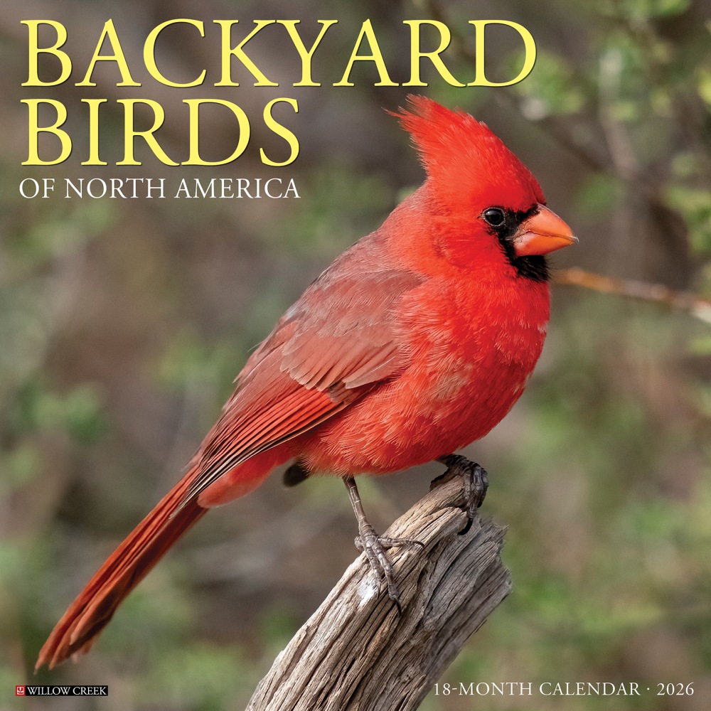 2026 Willow Creek Press Animals Monthly Wall Calendar, 12in x 12in, Backyard Birds, January To December, 50026 MPN:50026