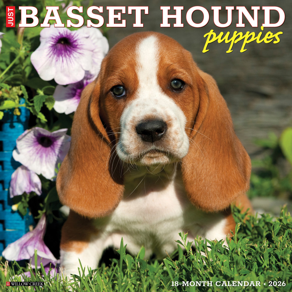 2026 Willow Creek Press Animals Monthly Wall Calendar, 12in x 12in, Basset Hound Puppies, January To December, 50088 MPN:50088