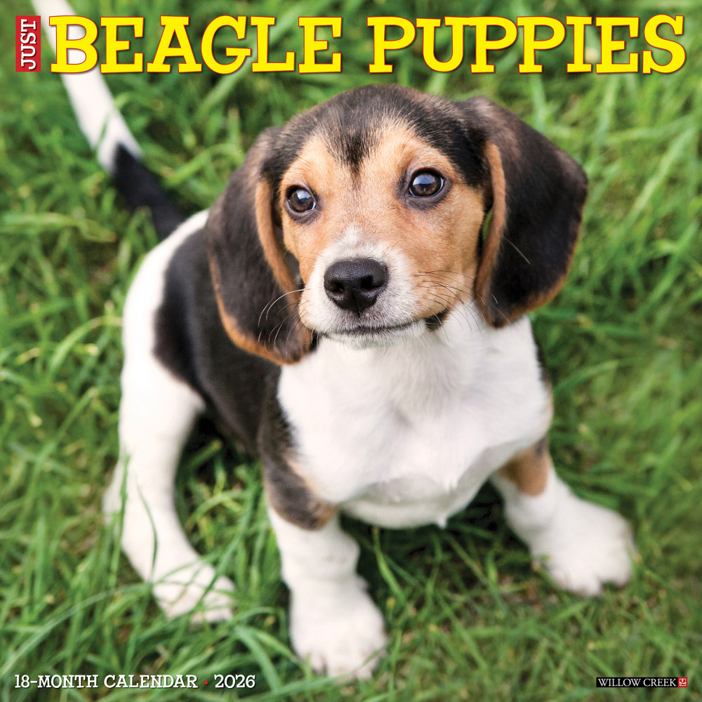 2026 Willow Creek Press Animals Monthly Wall Calendar, 12in x 12in, Beagle Puppies, January To December, 50132 MPN:50132