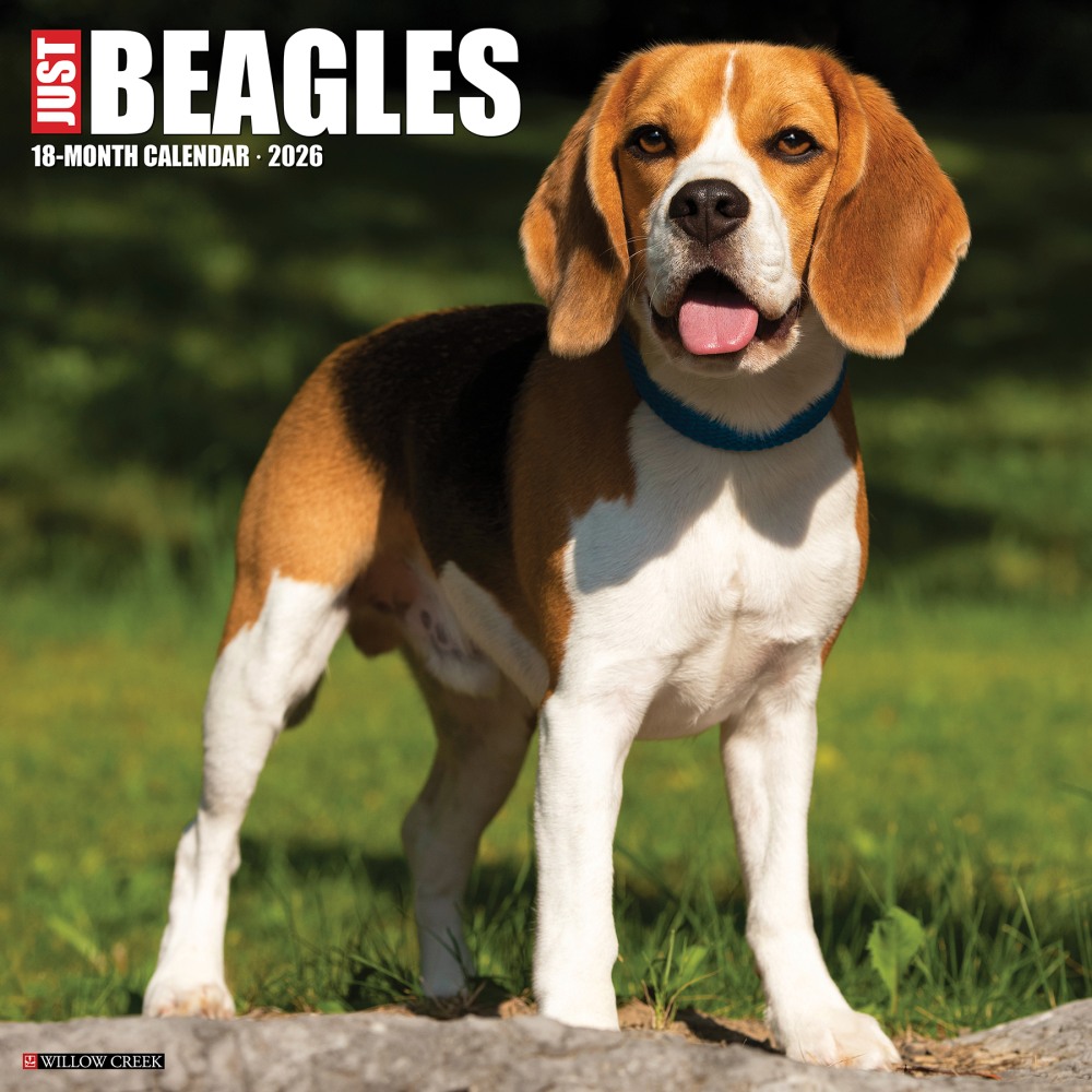 2026 Willow Creek Press Art & Design Monthly Wall Calendar, 12in x 12in, Beagles, January To December, 50156 MPN:50156