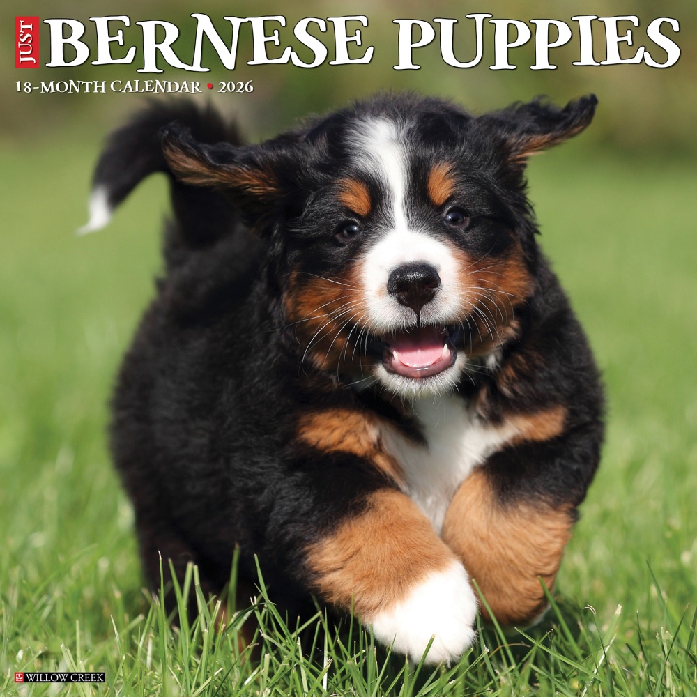 2026 Willow Creek Press Animals Monthly Wall Calendar, 12in x 12in, Bernese Mountain Puppies, January To December, 50194 MPN:50194