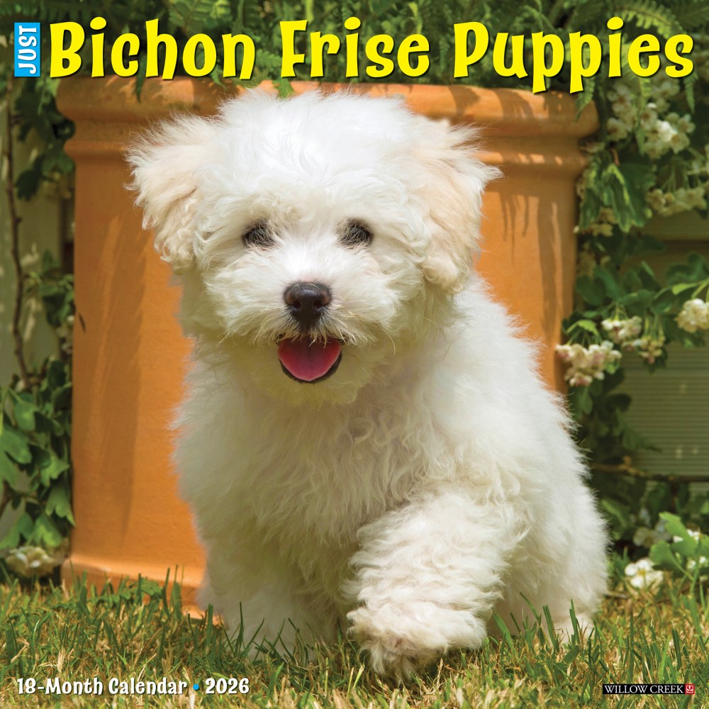 2026 Willow Creek Press Animals Monthly Wall Calendar, 12in x 12in, Bichon Frise Puppies, January To December, 50231 MPN:50231