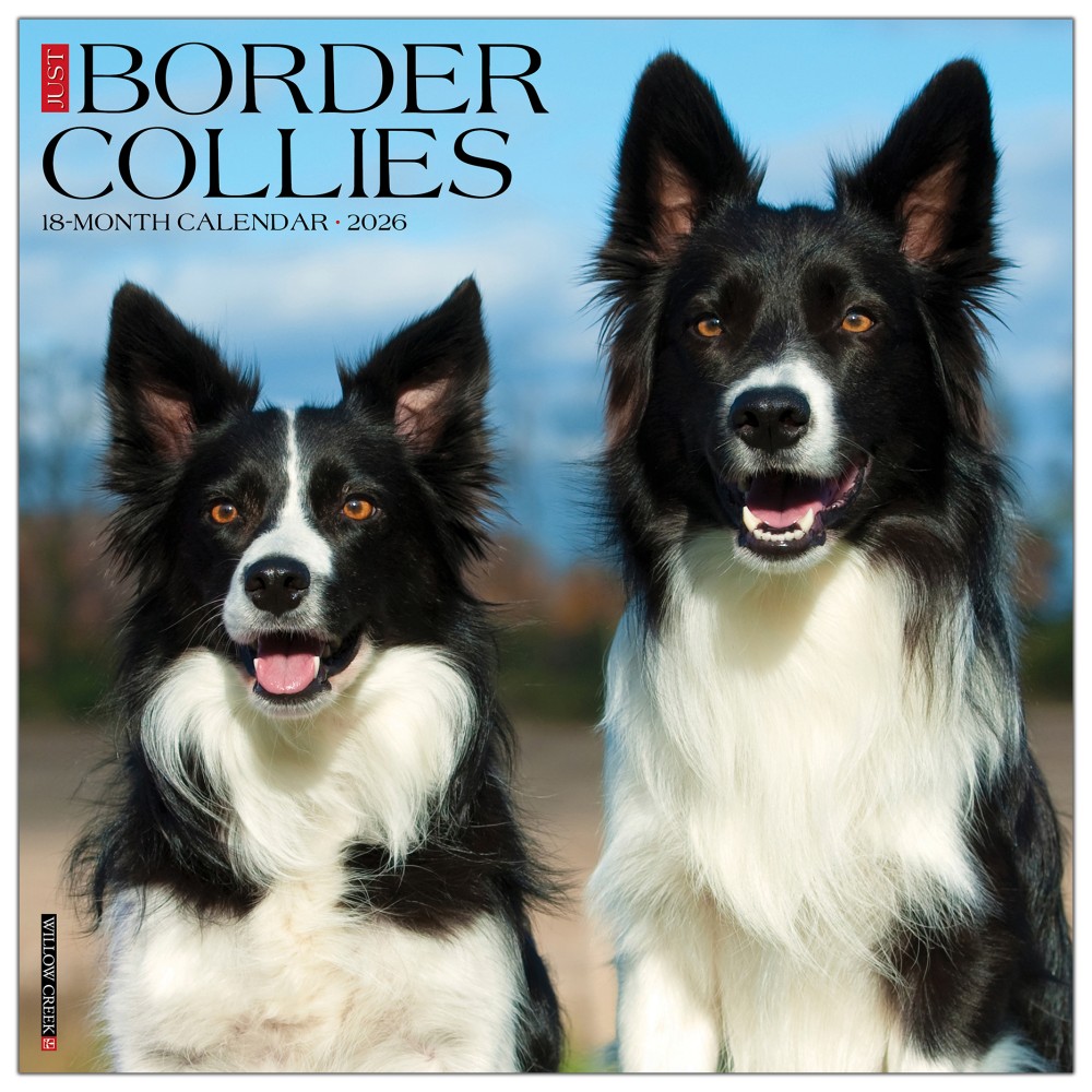 2026 Willow Creek Press Animals Monthly Wall Calendar, 12in x 12in, Border Collies, January To December, 50323 MPN:50323