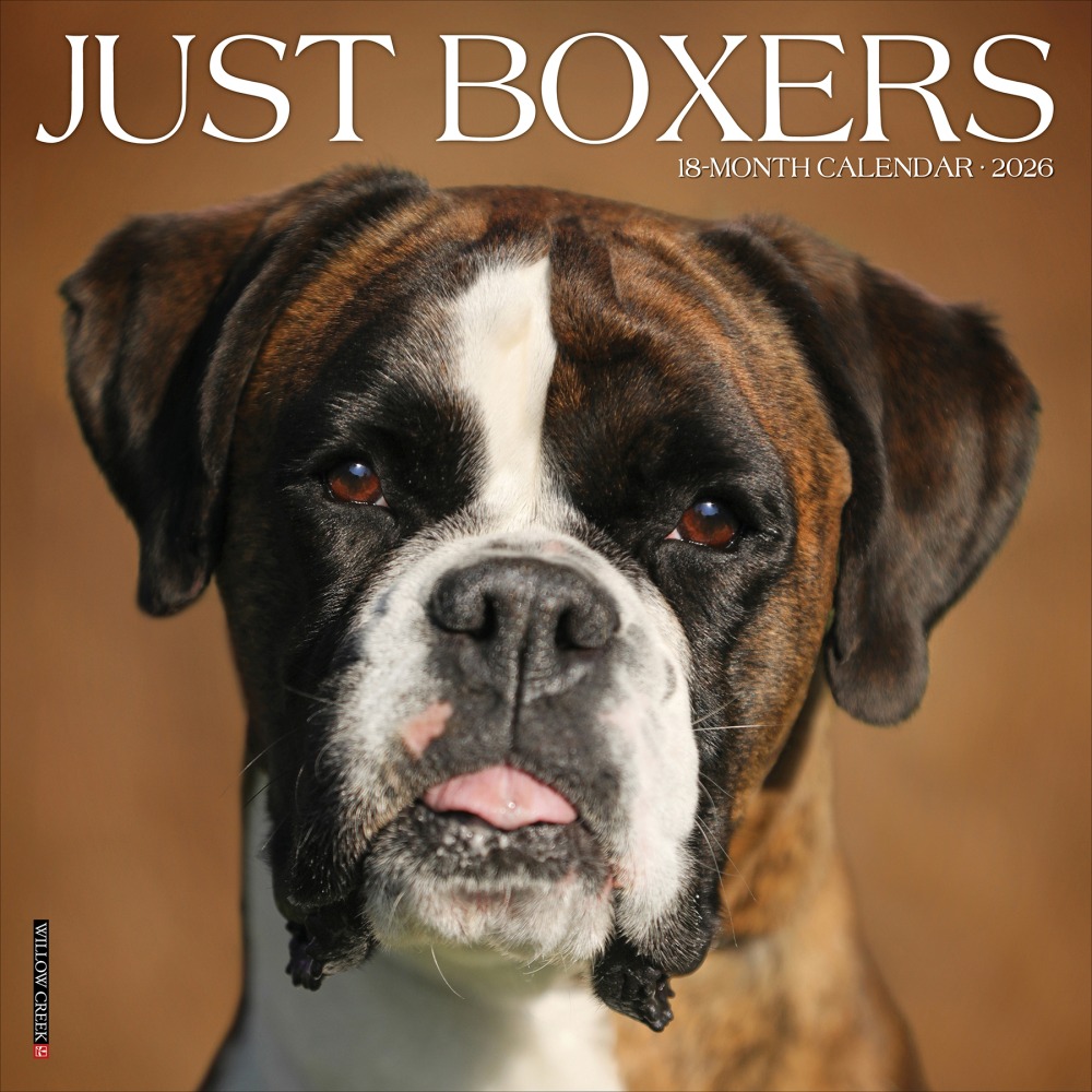 2026 Willow Creek Press Animals Monthly Wall Calendar, 12in x 12in, Boxers, January To December, 50378 MPN:50378