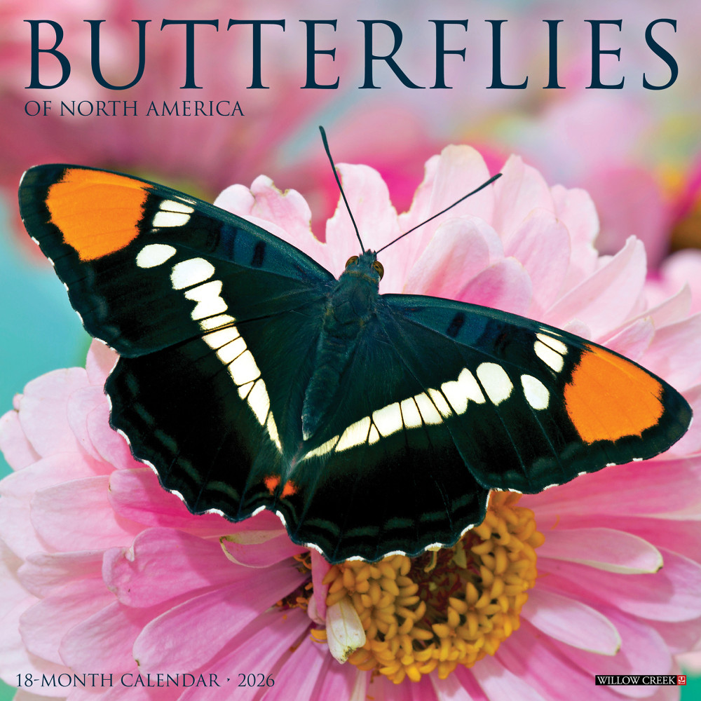 2026 Willow Creek Press Animals Monthly Wall Calendar, 12in x 12in, Butterflies, January To December, 50453 MPN:50453