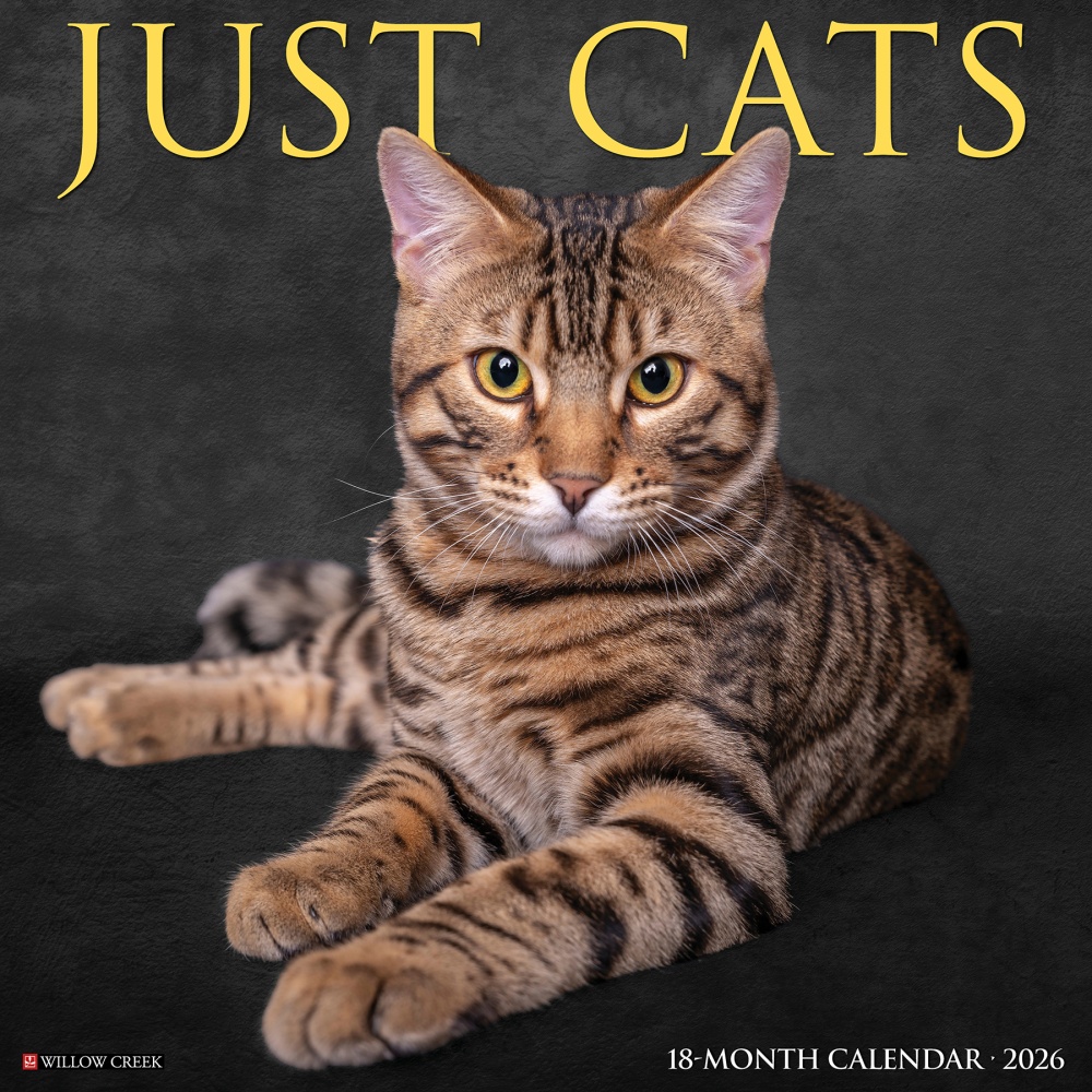 2026 Willow Creek Press Animals Monthly Wall Calendar, 12in x 12in, Cats, January To December, 50613 MPN:50613