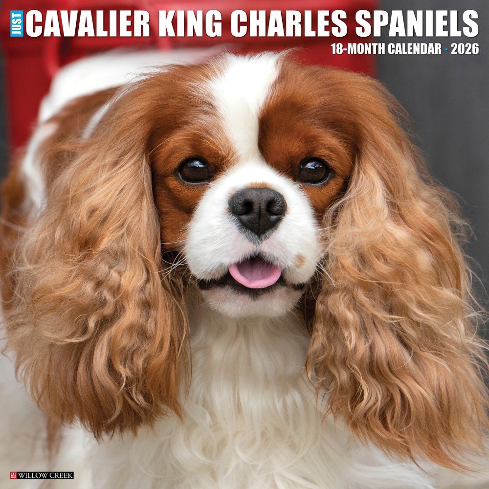 2026 Willow Creek Press Animals Monthly Wall Calendar, 12in x 12in, Cavalier King Charles Spaniels, January To December, 50651 MPN:50651
