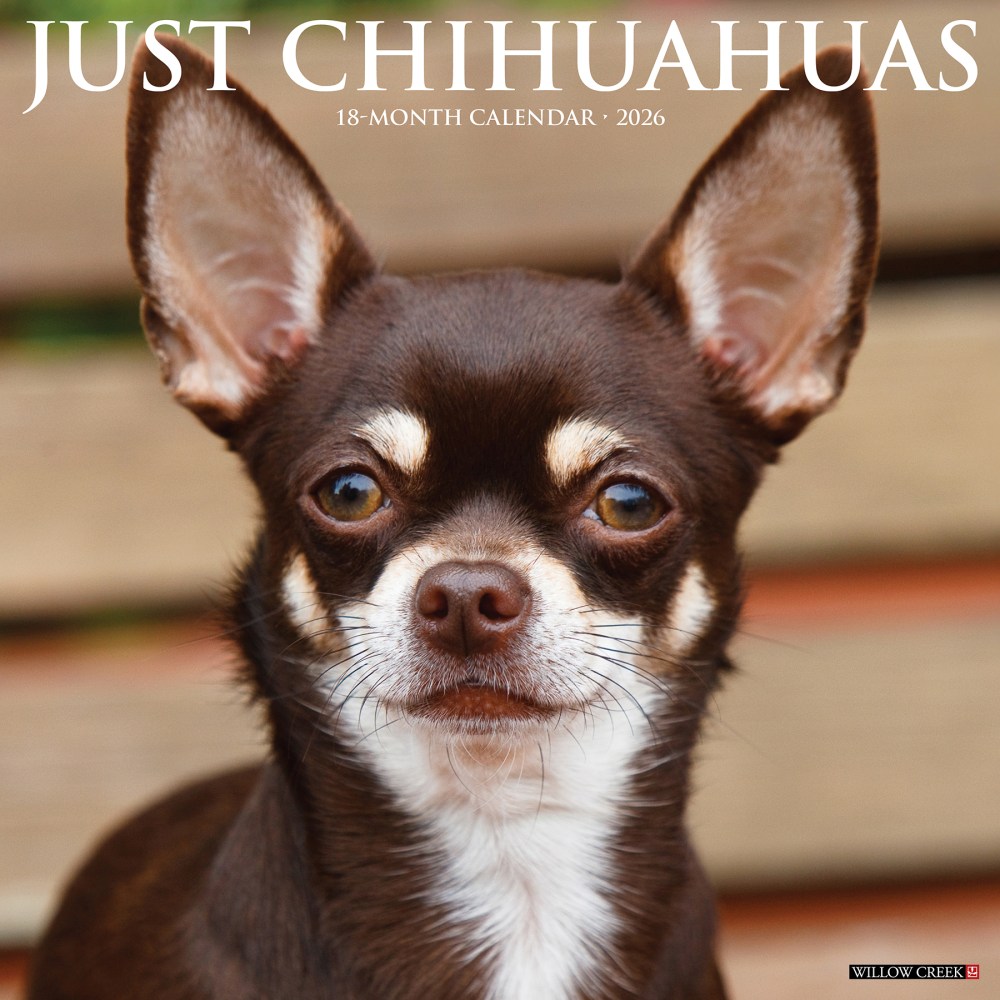2026 Willow Creek Press Animals Monthly Wall Calendar, 12in x 12in, Chihuahuas, January To December, 50699 MPN:50699