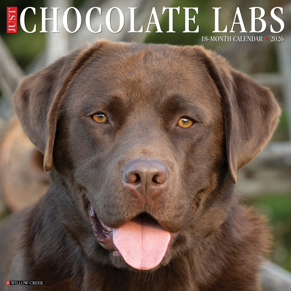 2026 Willow Creek Press Animals Monthly Wall Calendar, 12in x 12in, Chocolate Labs, January To December, 50705 MPN:50705