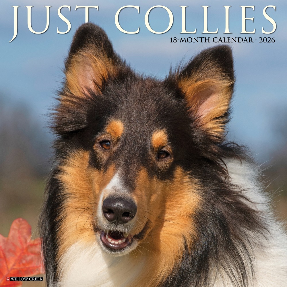 2026 Willow Creek Press Animals Monthly Wall Calendar, 12in x 12in, Collies, January To December, 50804 MPN:50804
