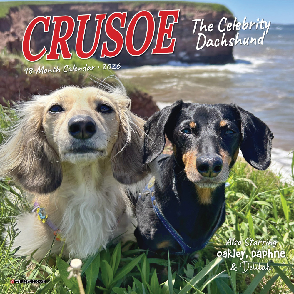 2026 Willow Creek Press Monthly Mini Wall Calendar, 7in x 7in, Crusoe the Celebrity Dachshund, January To December, 53539 MPN:53539