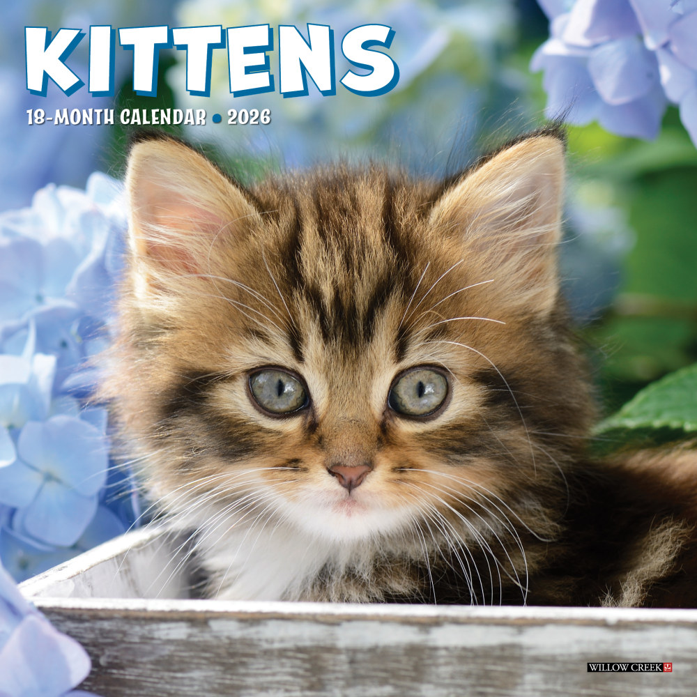 2026 Willow Creek Press Monthly Mini Wall Calendar, 7in x 7in, Kittens, January To December, 53638 MPN:53638