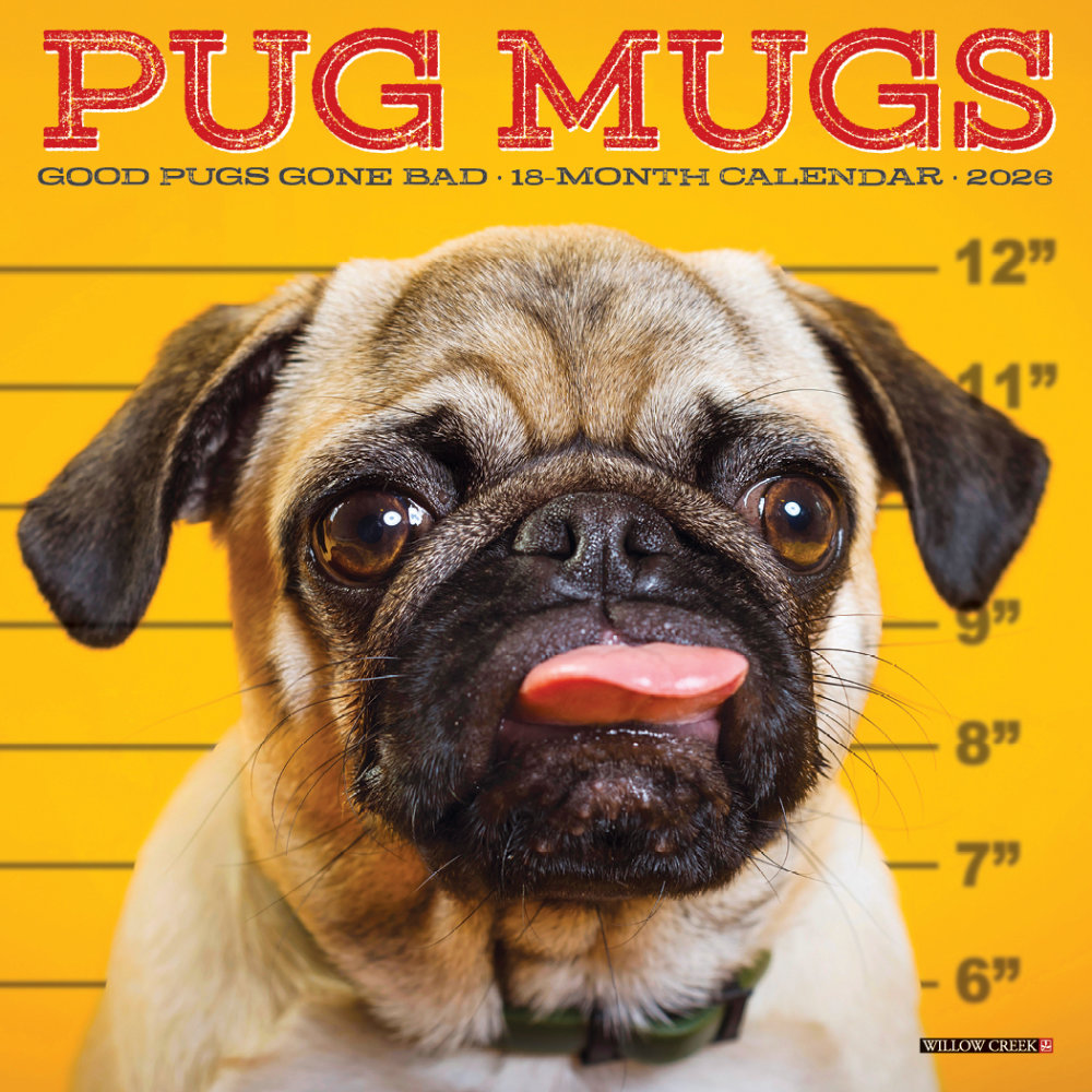 2026 Willow Creek Press Monthly Mini Wall Calendar, 7in x 7in, Pug Mugs, January To December, 53713 MPN:53713