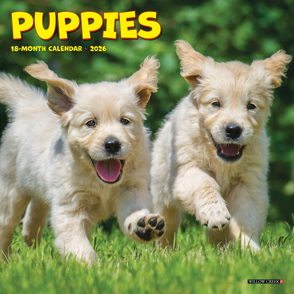 2026 Willow Creek Press Monthly Mini Wall Calendar, 7in x 7in, Puppies, January To December, 53737 MPN:53737