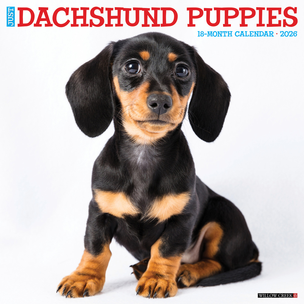 2026 Willow Creek Press Animals Monthly Wall Calendar, 12in x 12in, Dachshund Puppies, January To December, 50927 MPN:9781549250927
