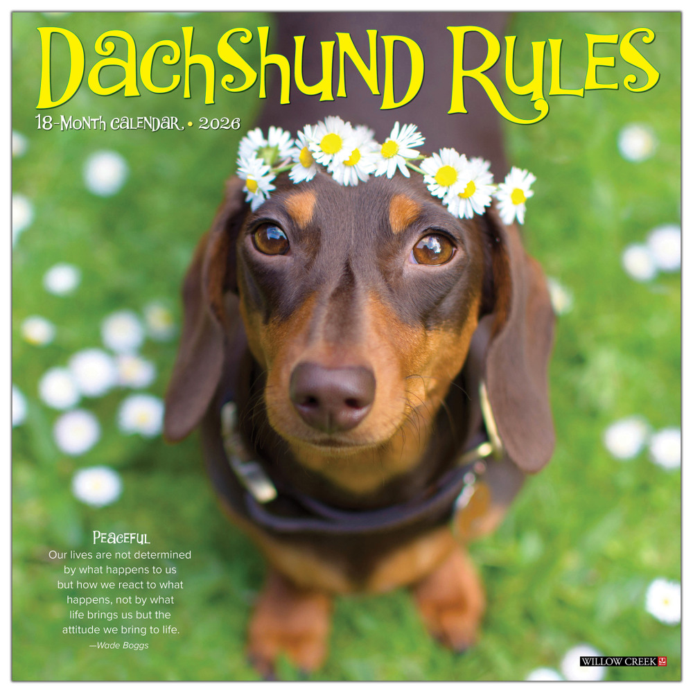 2026 Willow Creek Press Animals Monthly Wall Calendar, 12in x 12in, Dachshund Rules, January To December, 50934 MPN:9781549250934