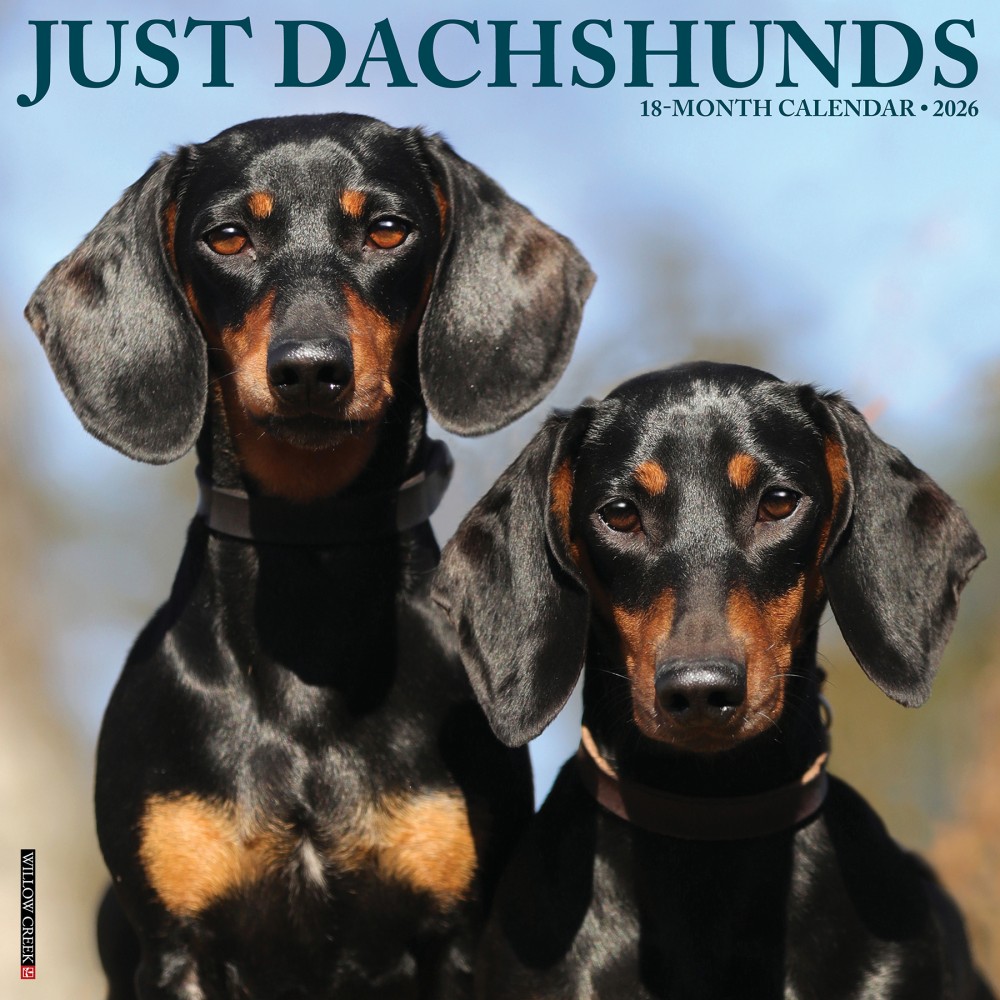 2026 Willow Creek Press Animals Monthly Wall Calendar, 12in x 12in, Dachshunds, January To December, 50941 MPN:9781549250941