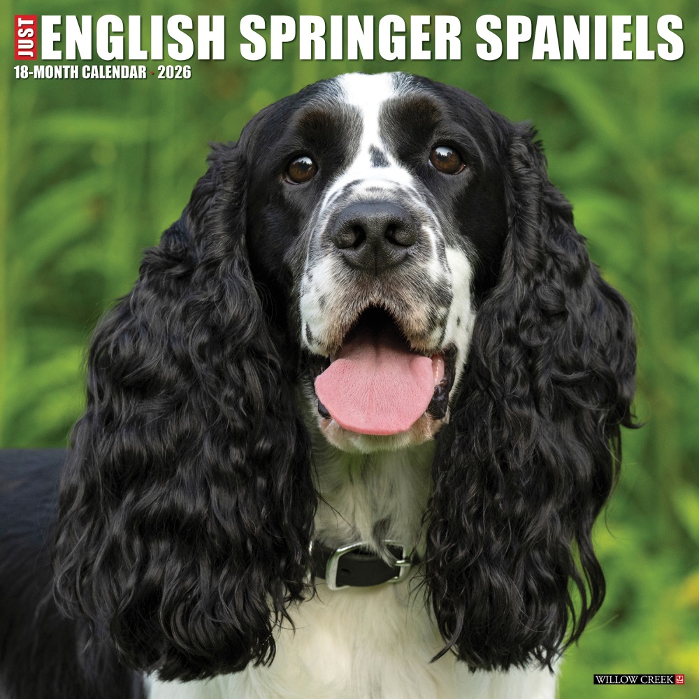 2026 Willow Creek Press Animals Monthly Wall Calendar, 12in x 12in, English Springer Spaniels, January To December, 51047 MPN:9781549251047