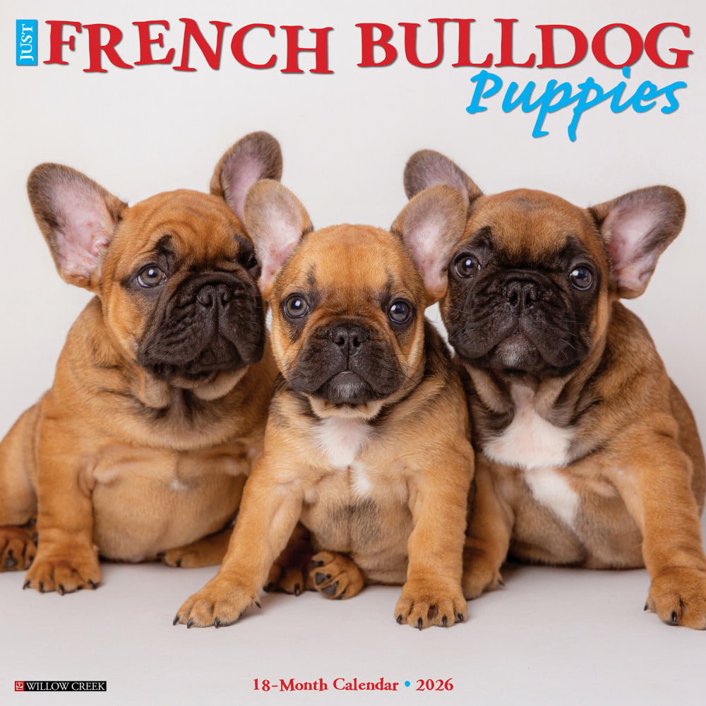 2026 Willow Creek Press Animals Monthly Wall Calendar, 12in x 12in, French Bulldog Puppies, January To December, 51160 MPN:9781549251160
