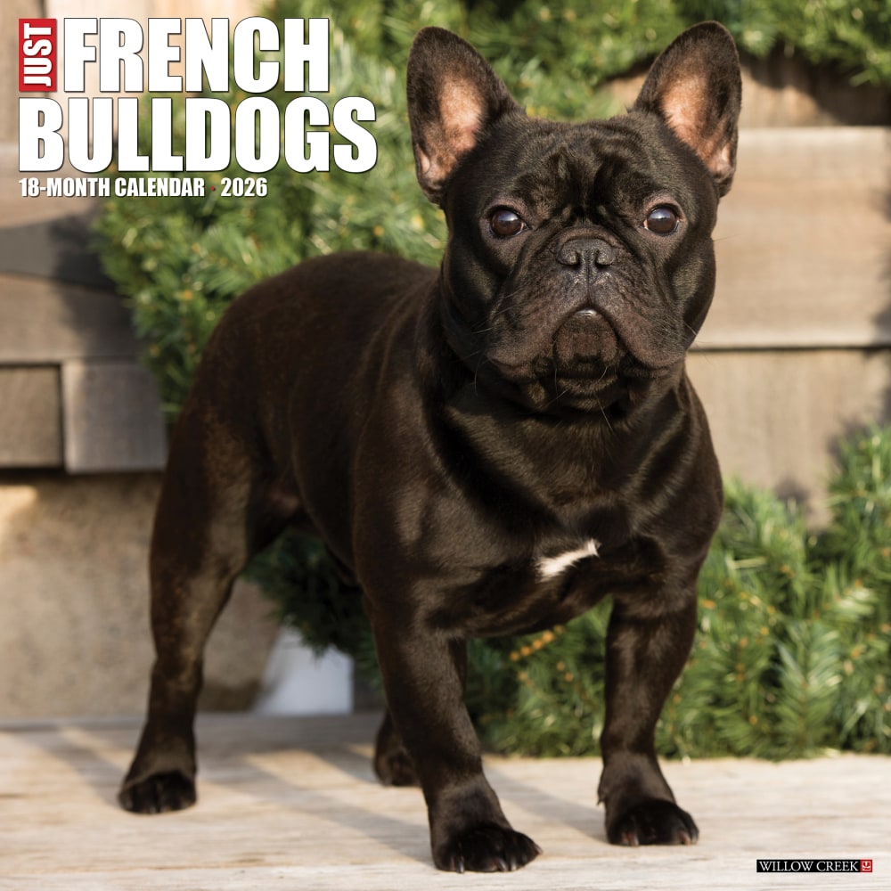 2026 Willow Creek Press Animals Monthly Wall Calendar, 12in x 12in, French Bulldogs, January To December, 51177 MPN:9781549251177